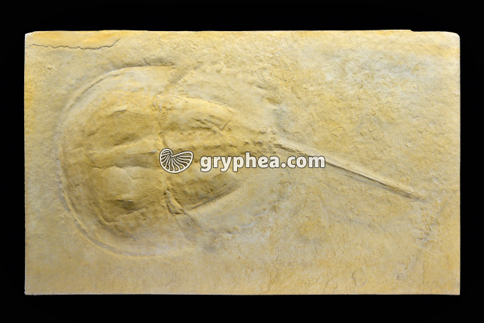 Limule fossile (Heterolimulus gadeal, Muschelkalk sup, Tarragona, Esp) - gryphea.org